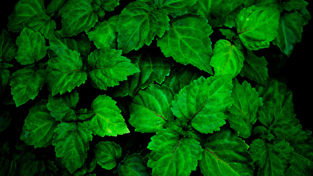 Day13 - La nota che divide il mondo: il patchouli