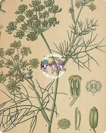 NO ROSES, JUST PLANTS